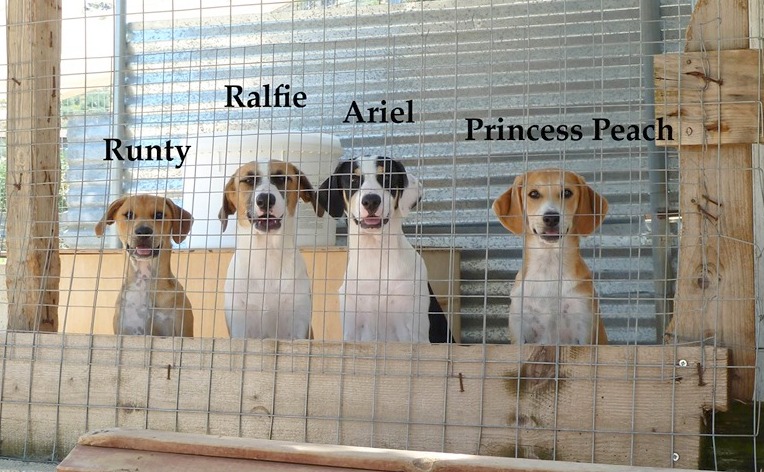 Ariel (adopted), Shadow (adopted), Peach (adopted), Runtie (adopted) and Ralfi (adopted)