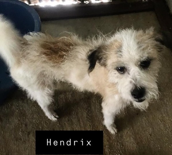 Hendrix (adopted)