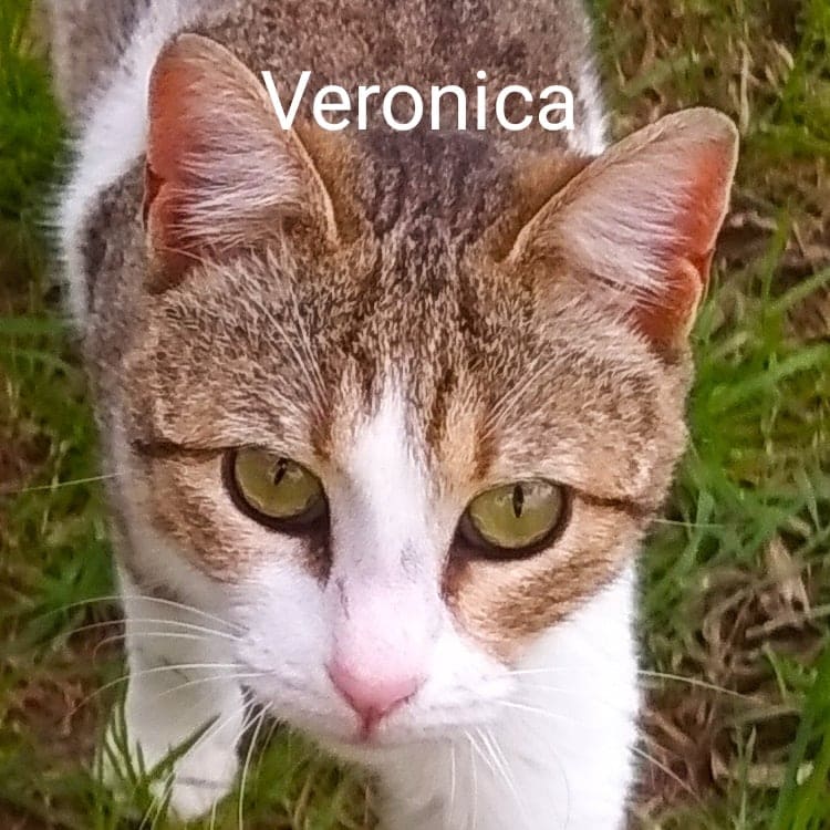 Veronica (adopted)