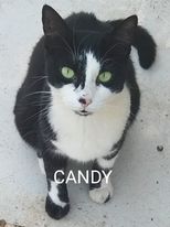 Candy (adopted)