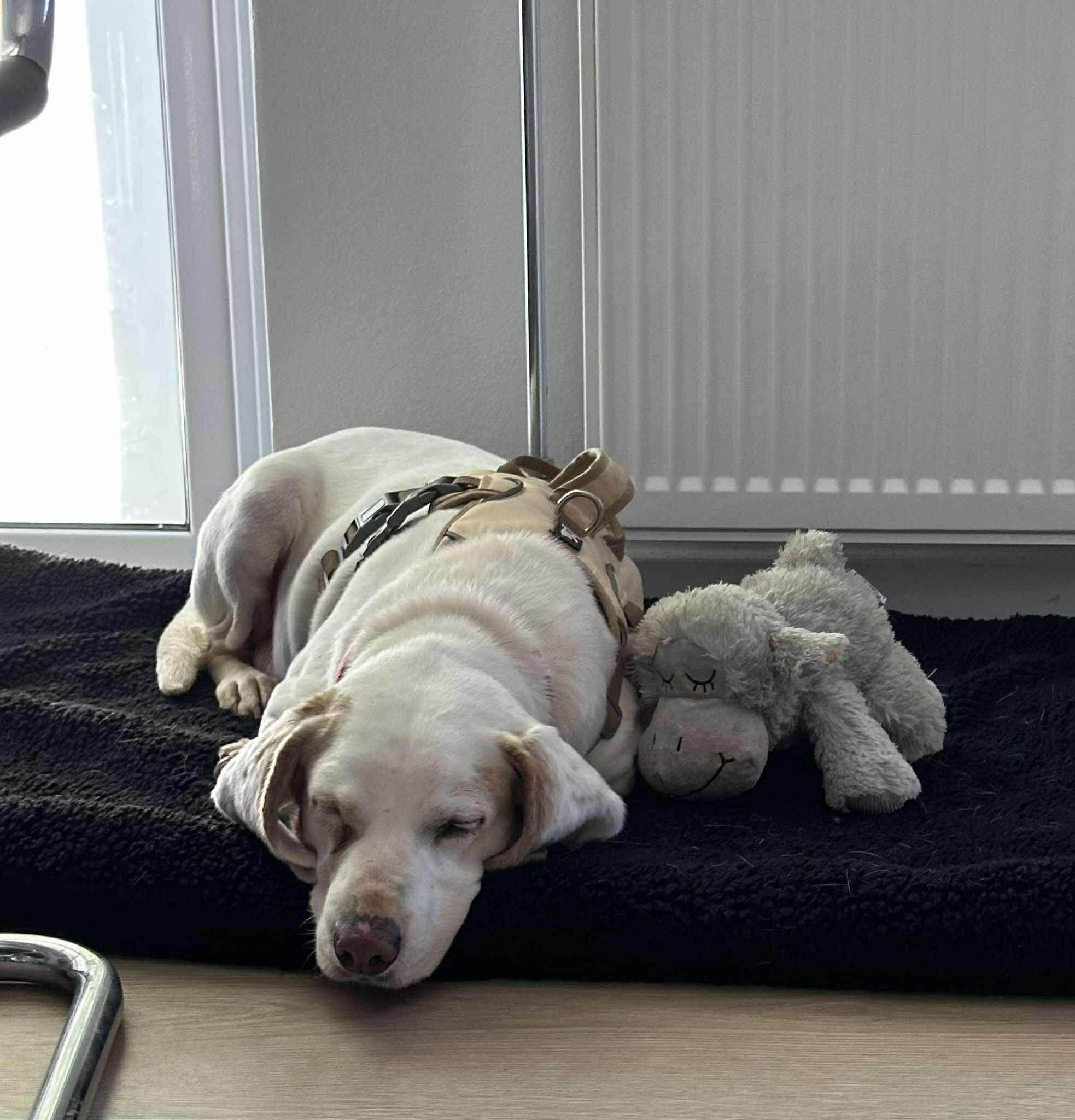 Charlie (fostered on Crete)