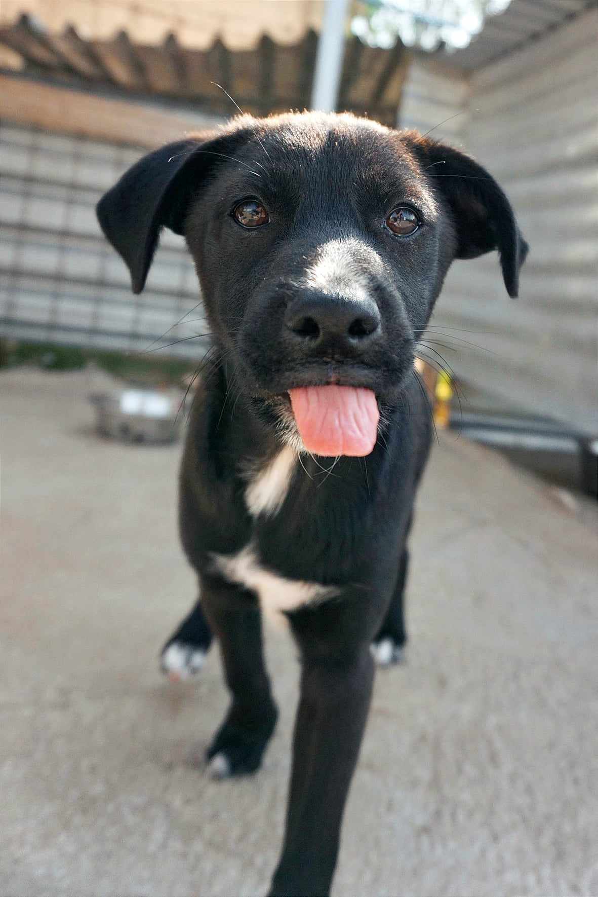 Sirius (adopted)