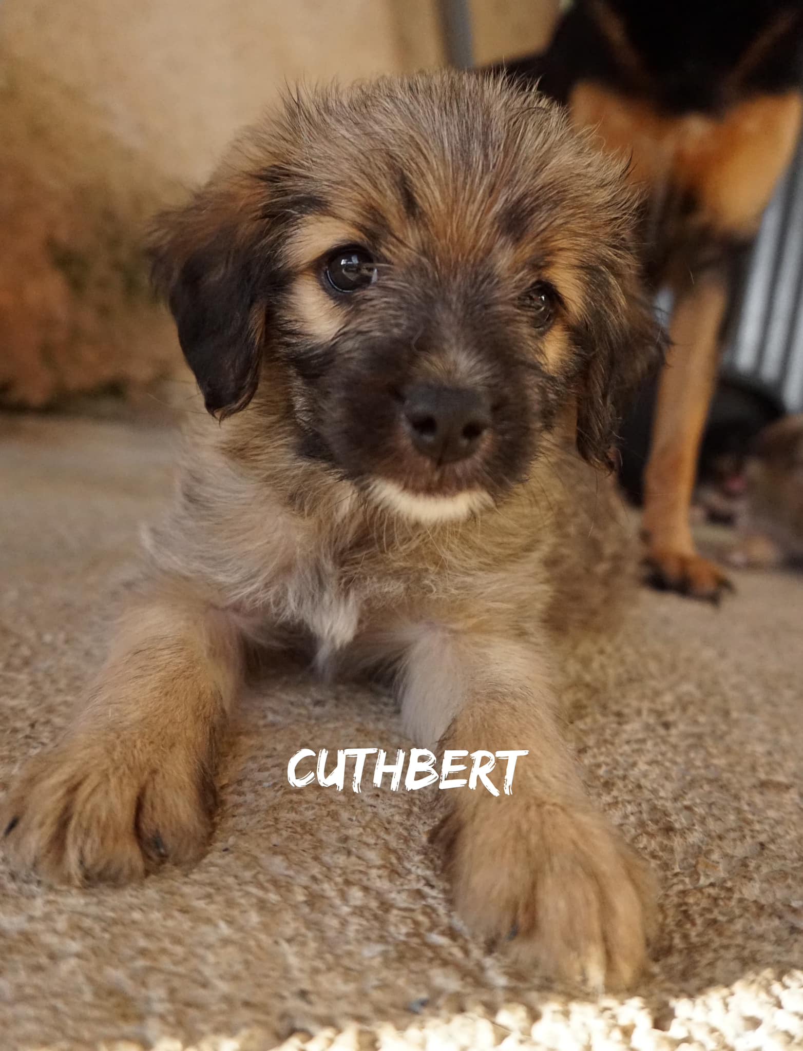 Cuthbert