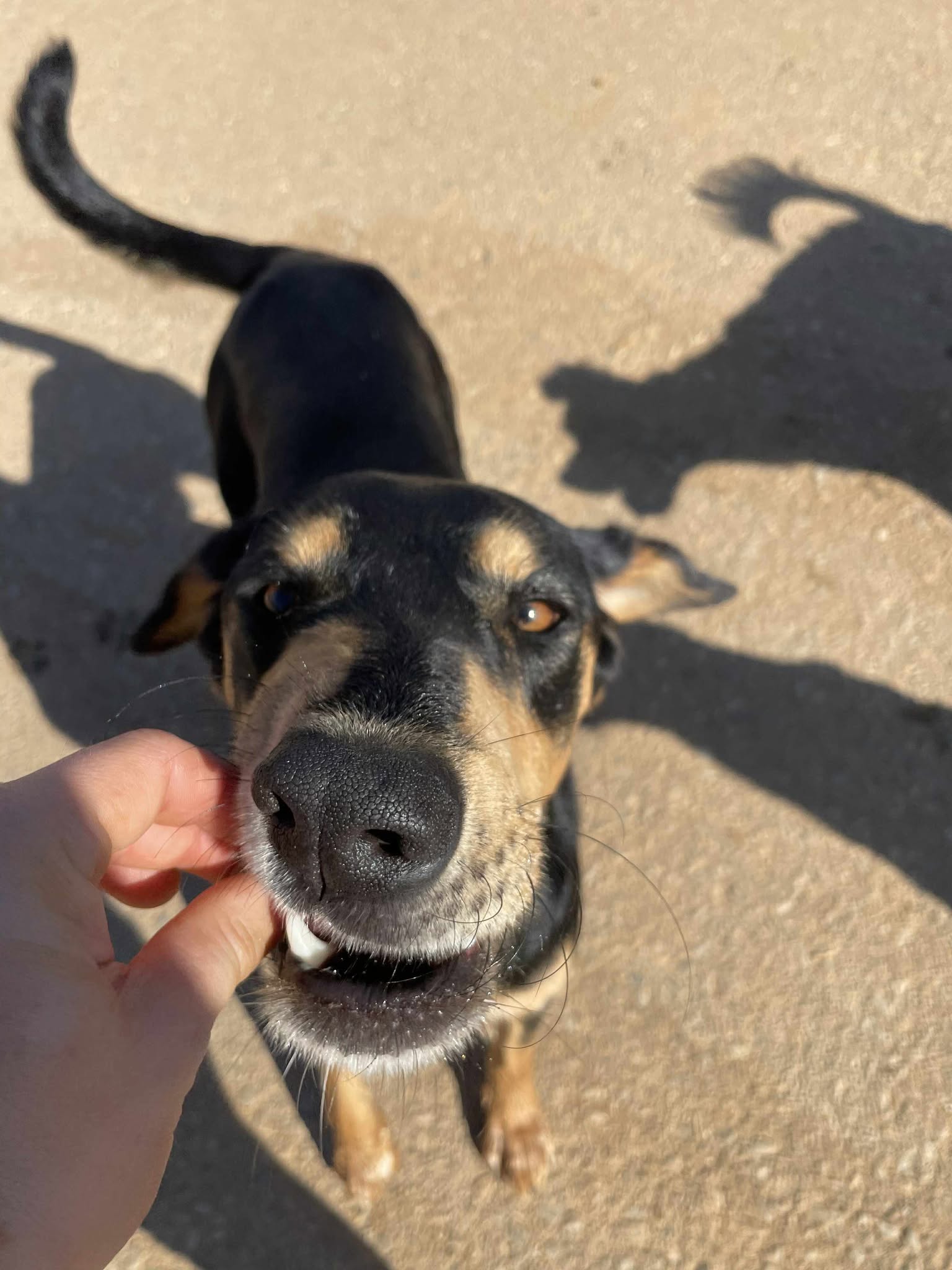 Axel