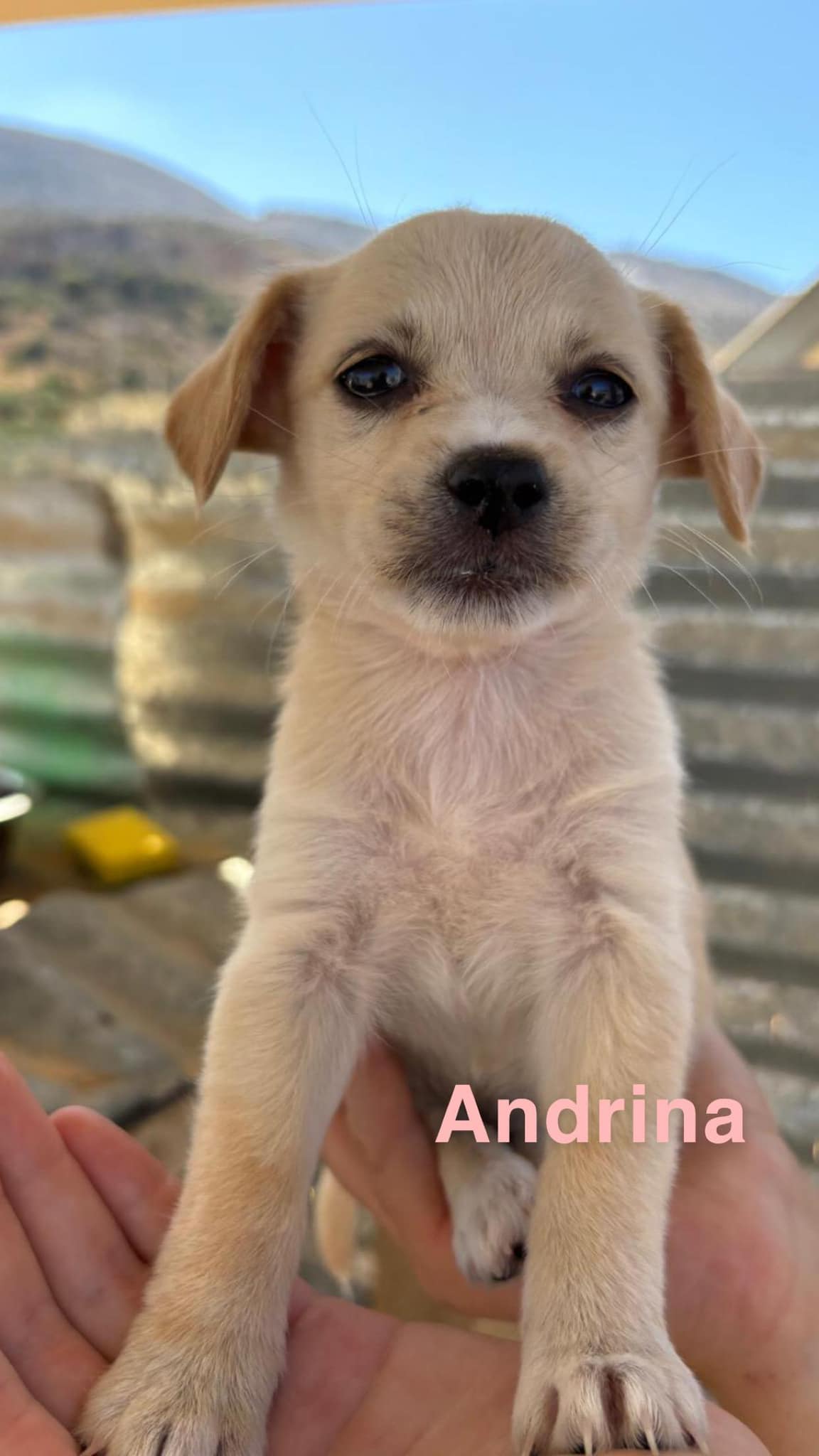 Andrina (reserved)