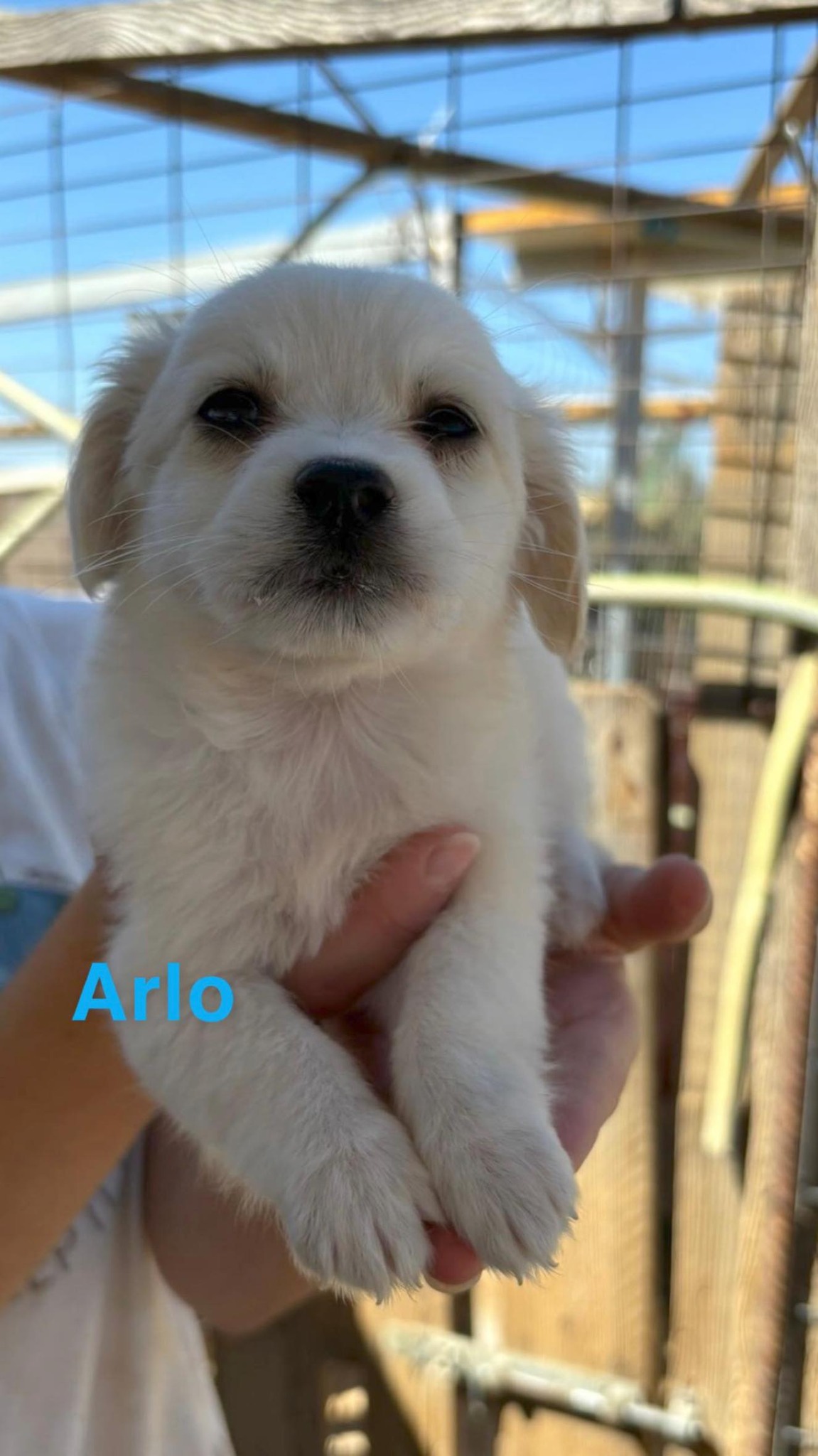 Arlo