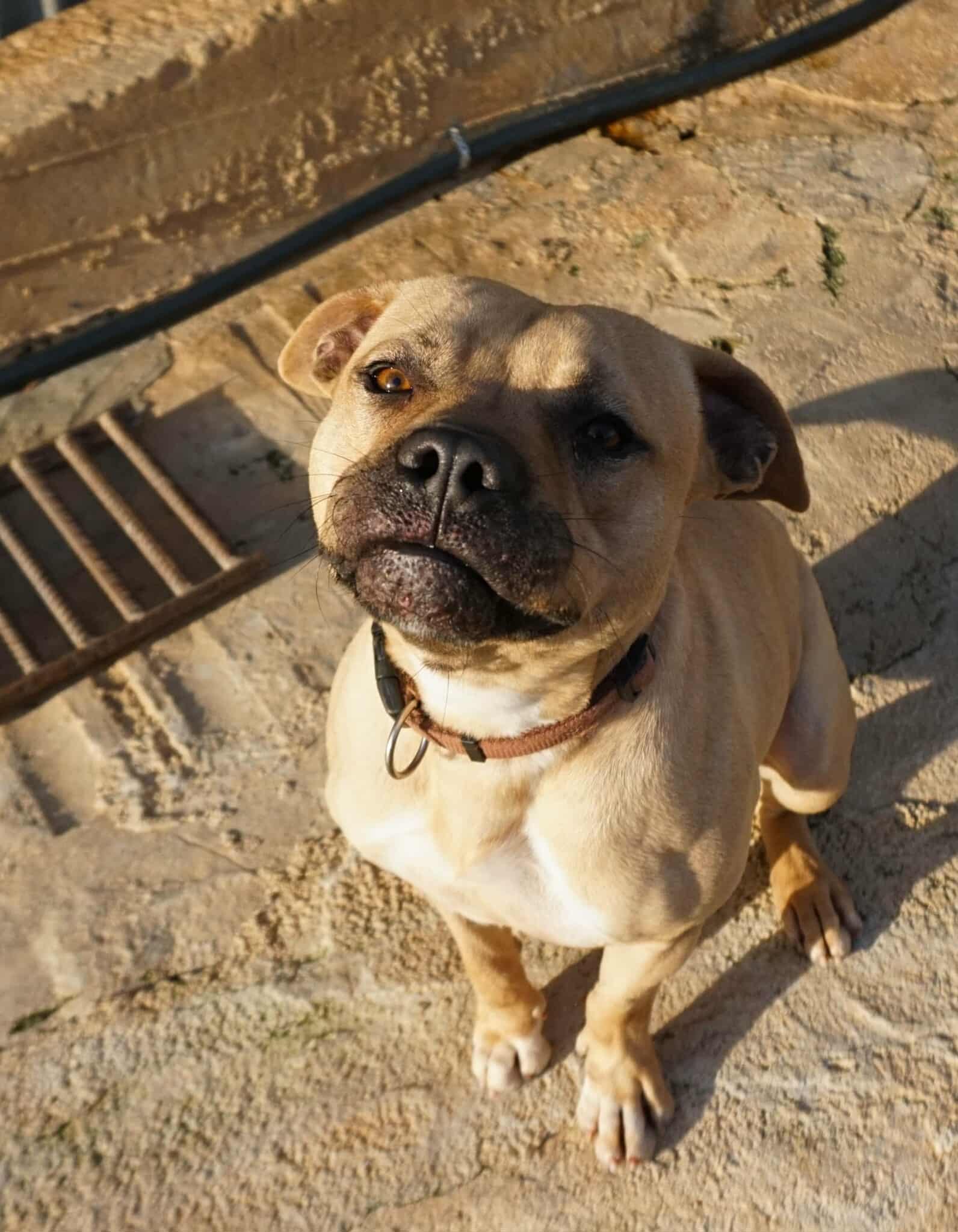 Rocco