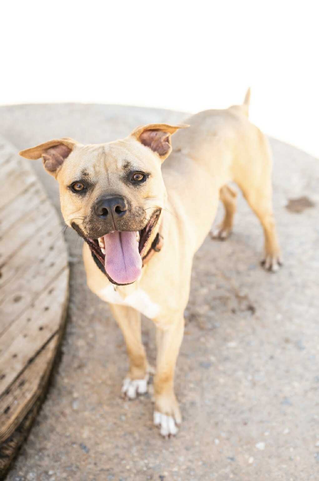 Rocco