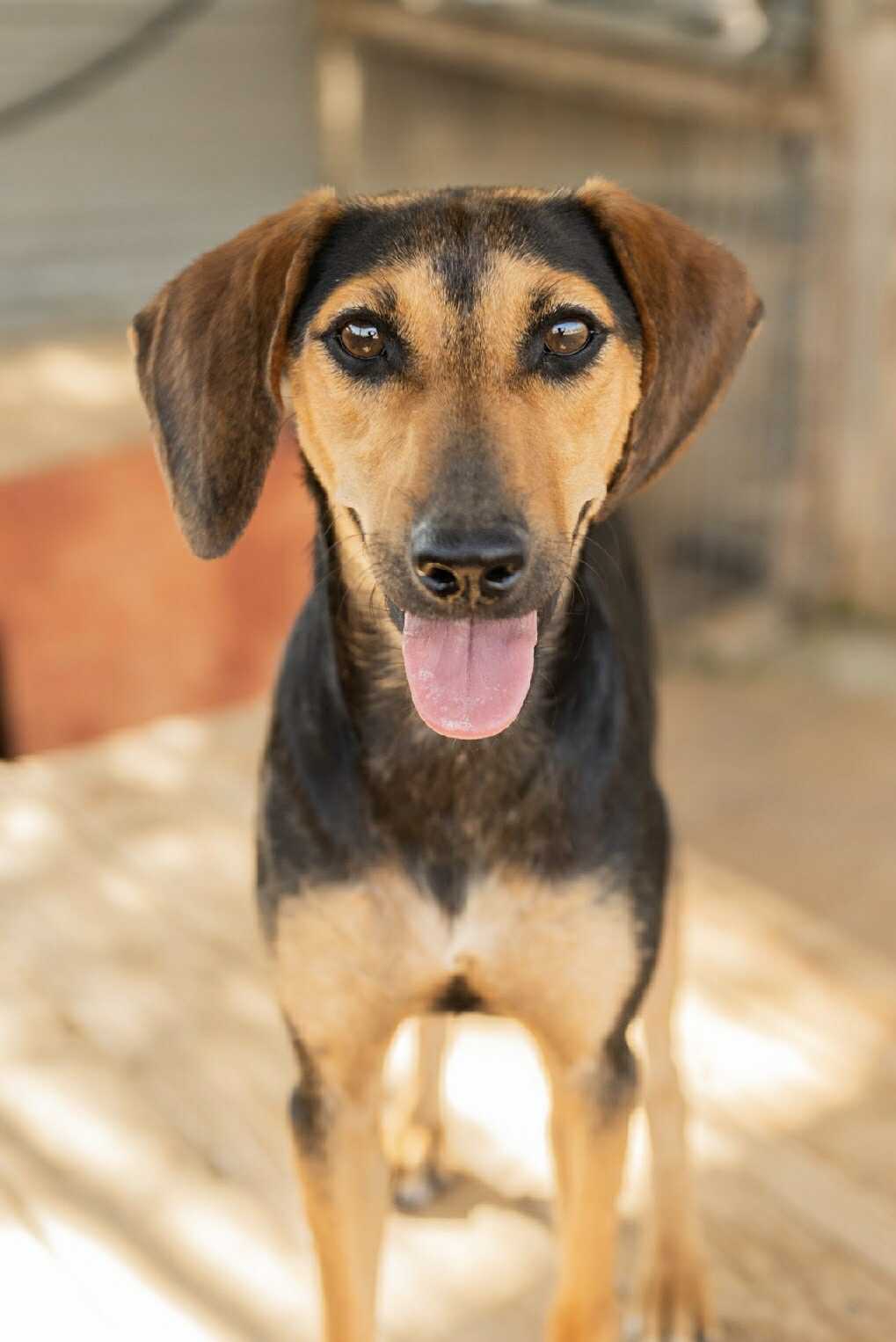 Perla