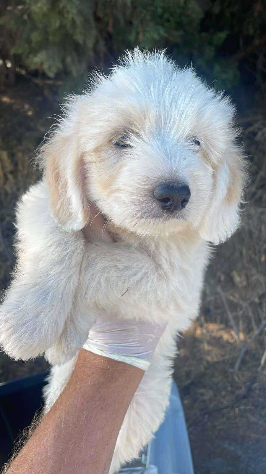 Hudson