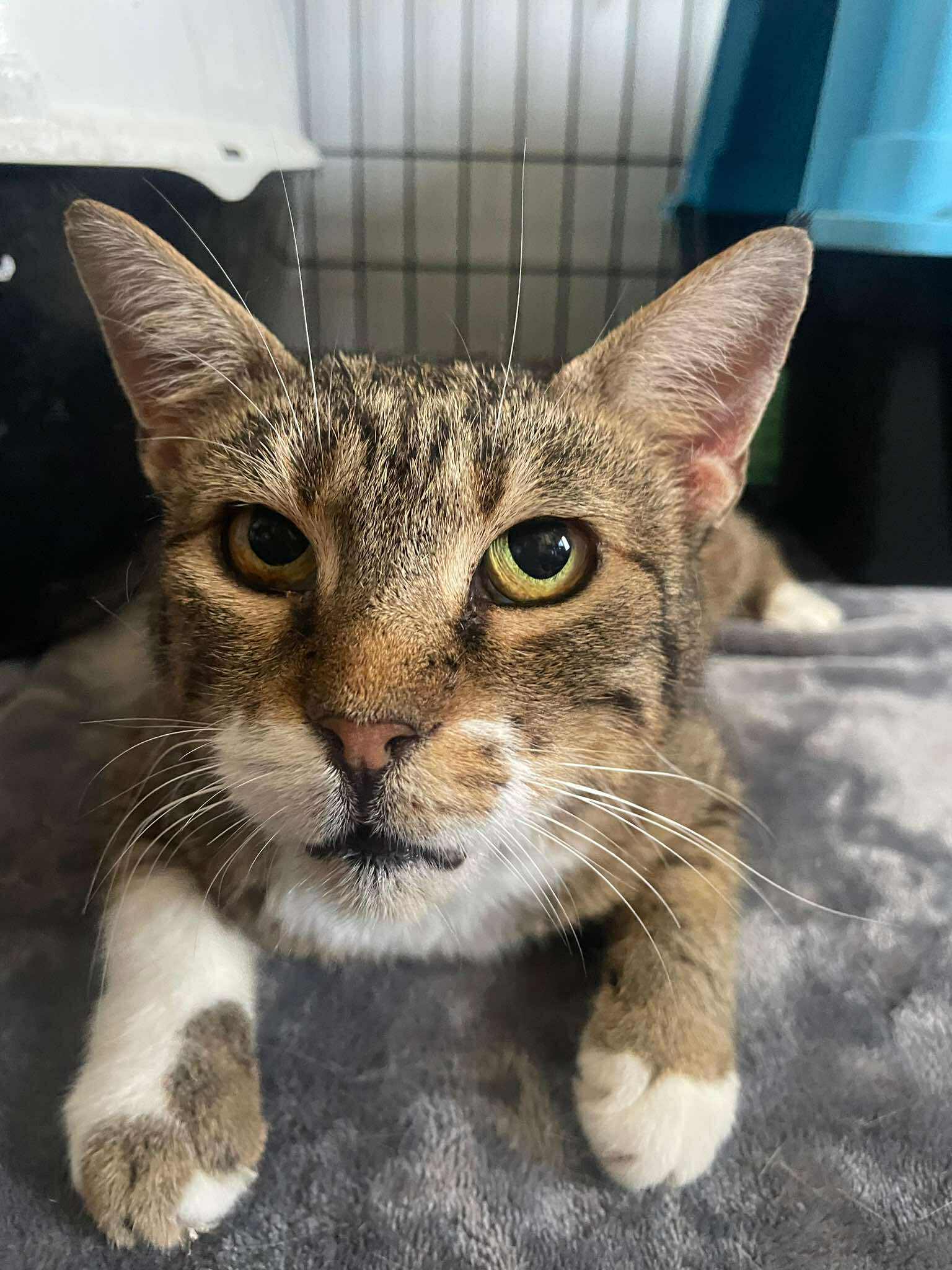 Heidi