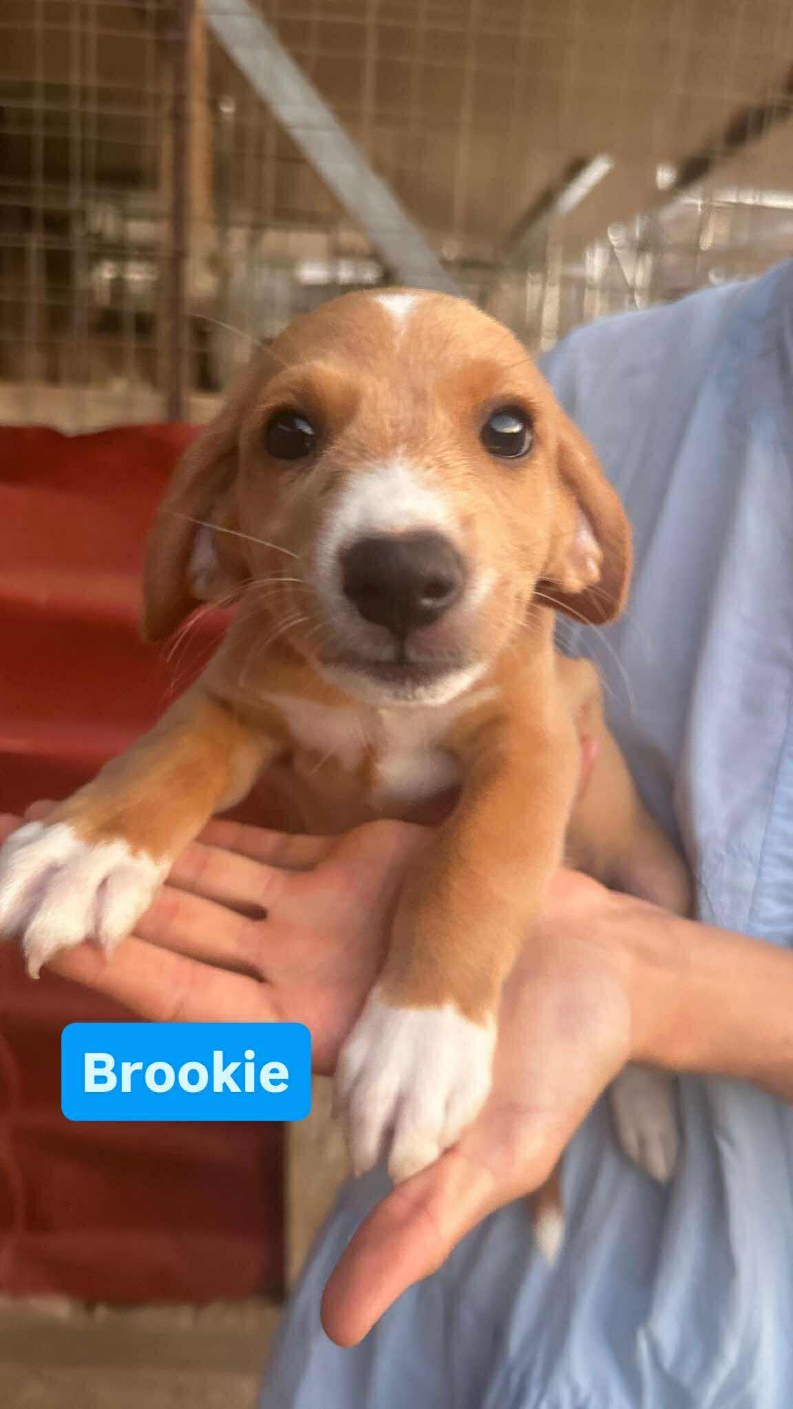 Brookie