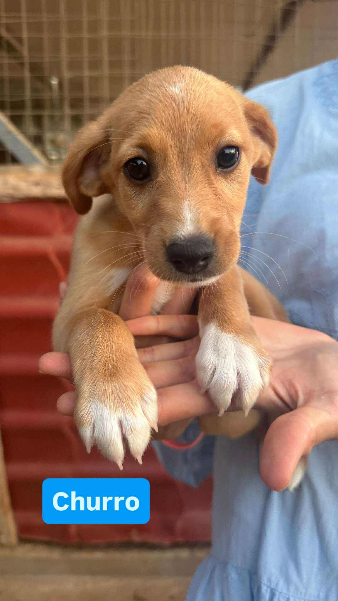 Churro