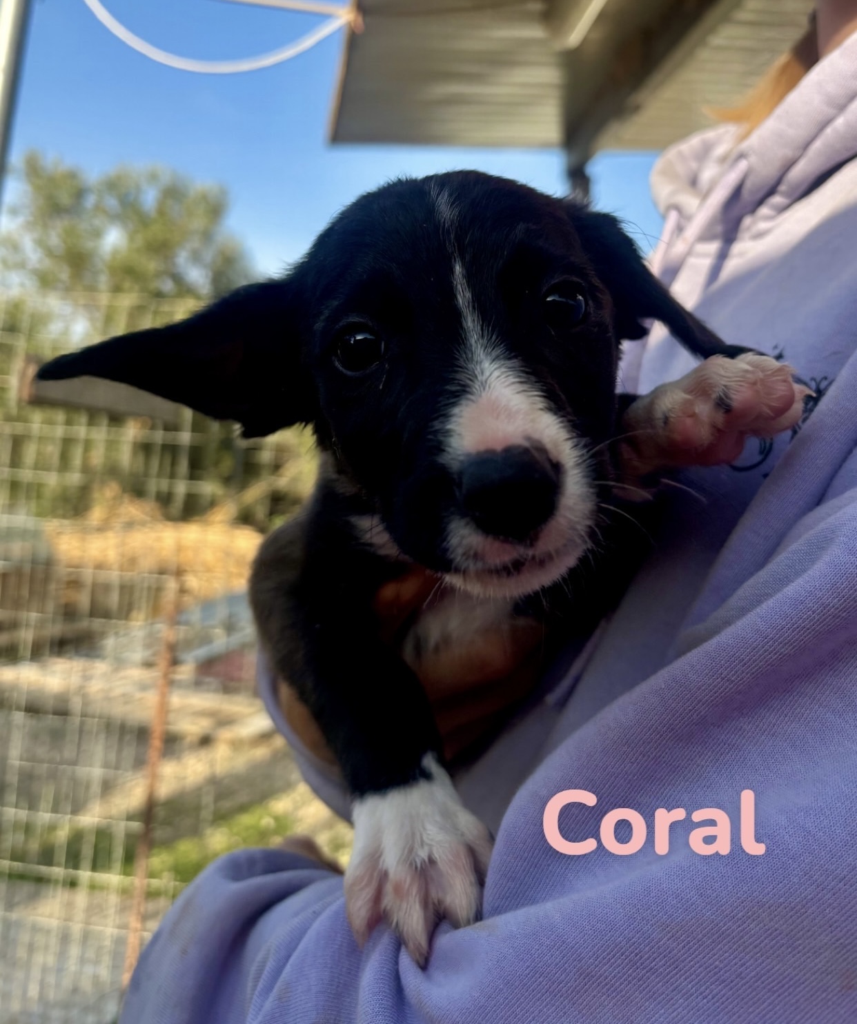 Coral (reserved)