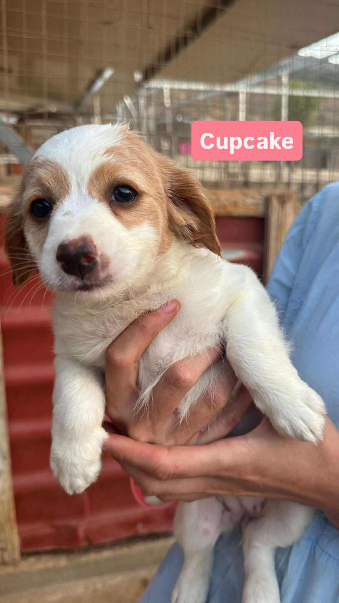 Cupcake (reserved)