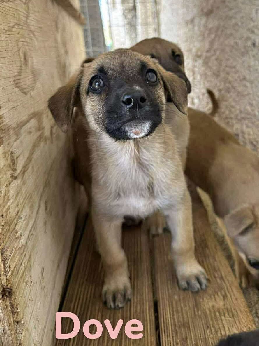 Dove