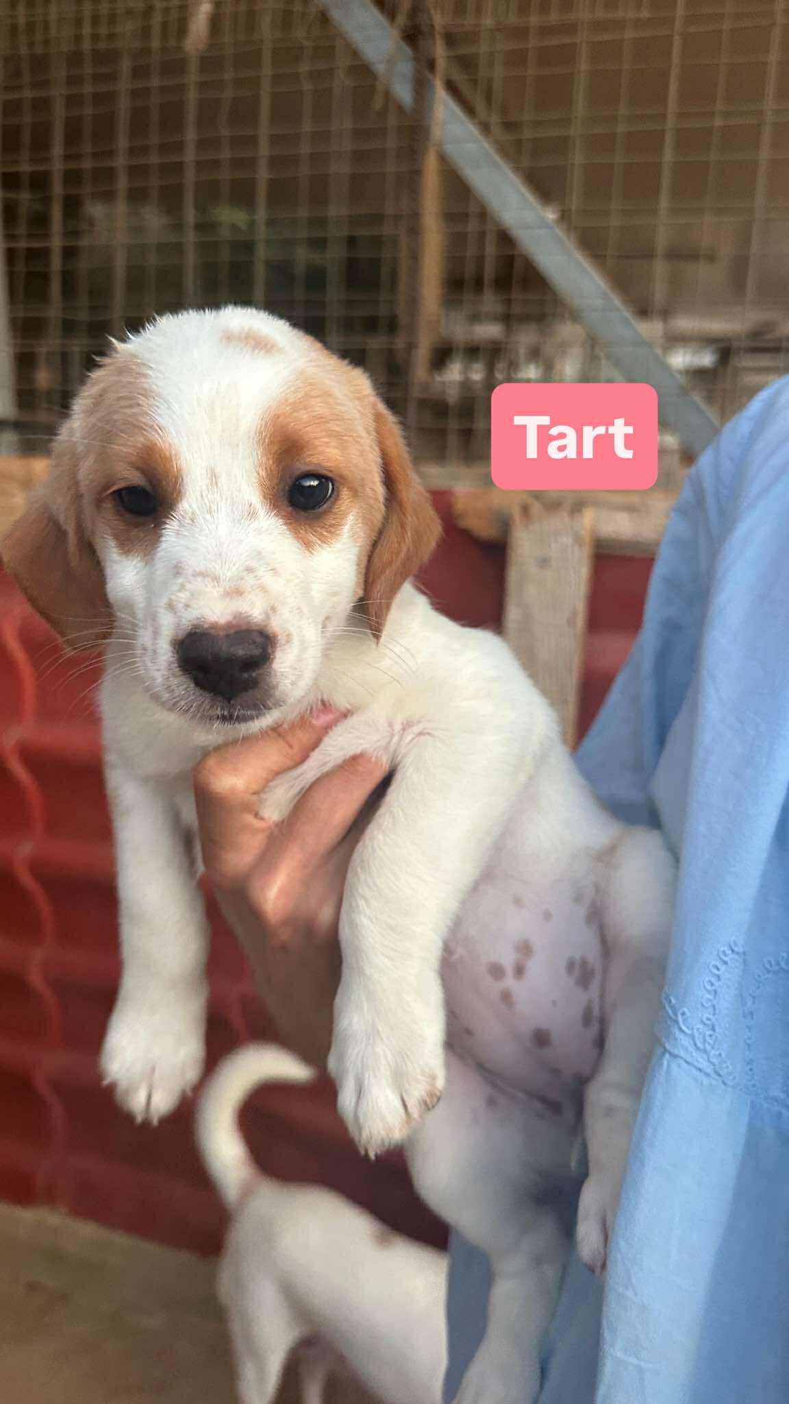 Tart