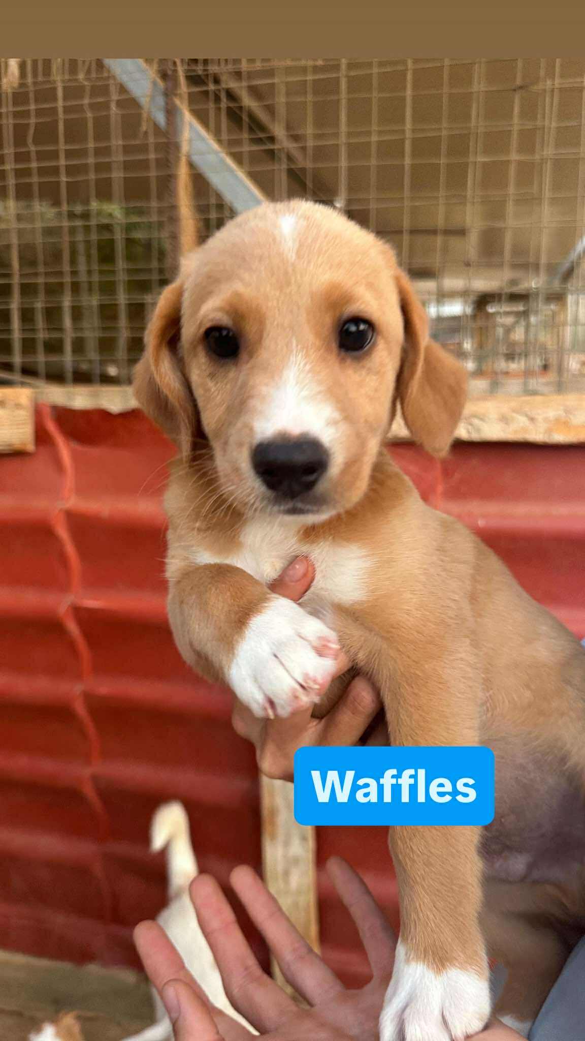 Waffle