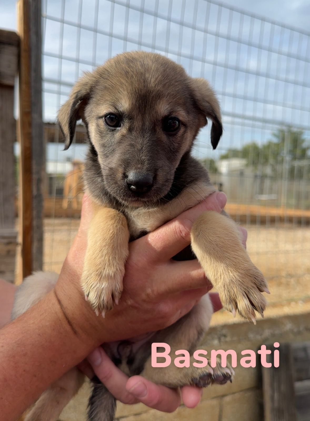 Basmati (passed away)