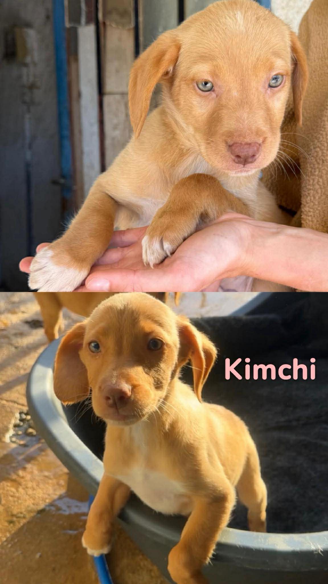 Kimchi