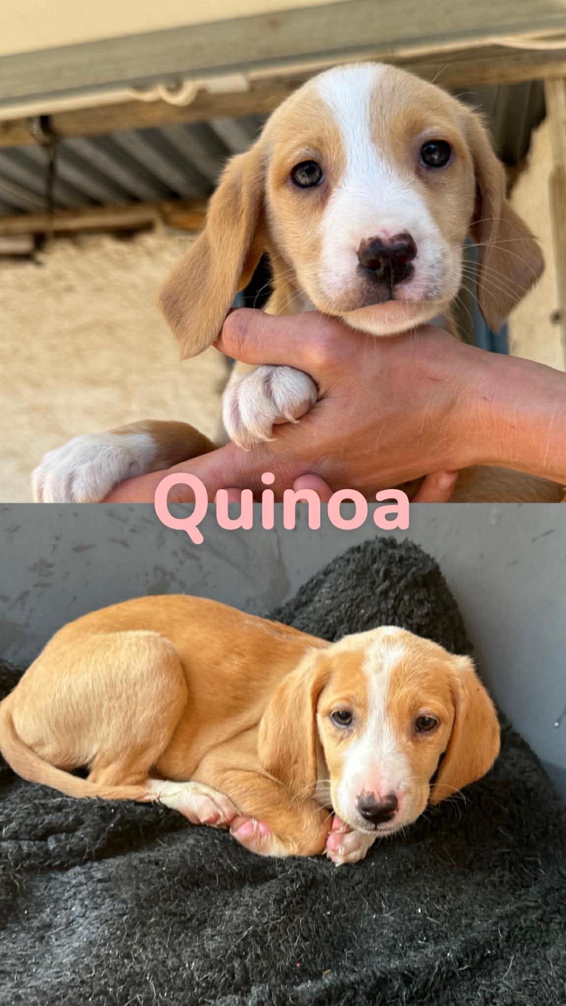 Quinoa