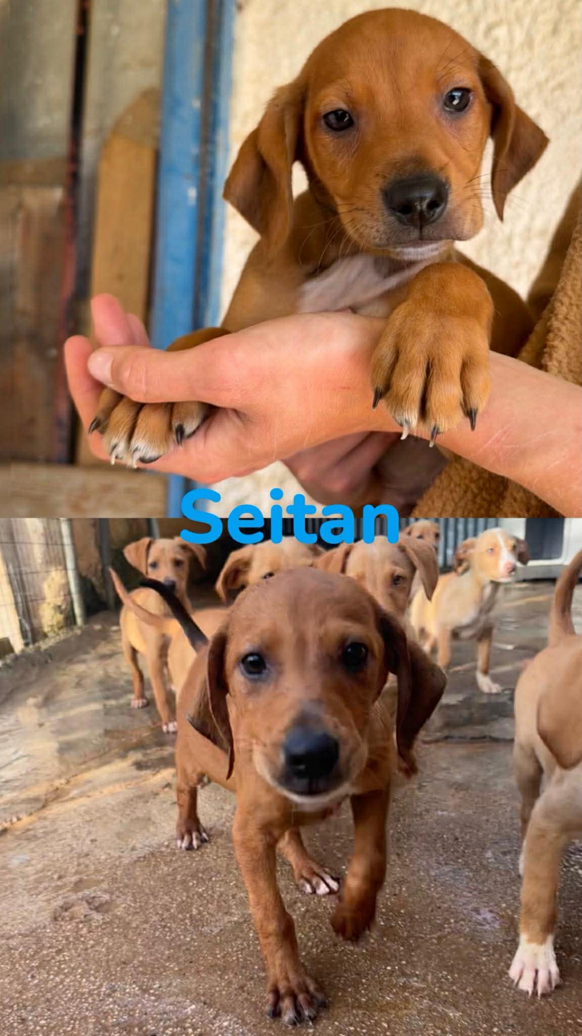 Seitan