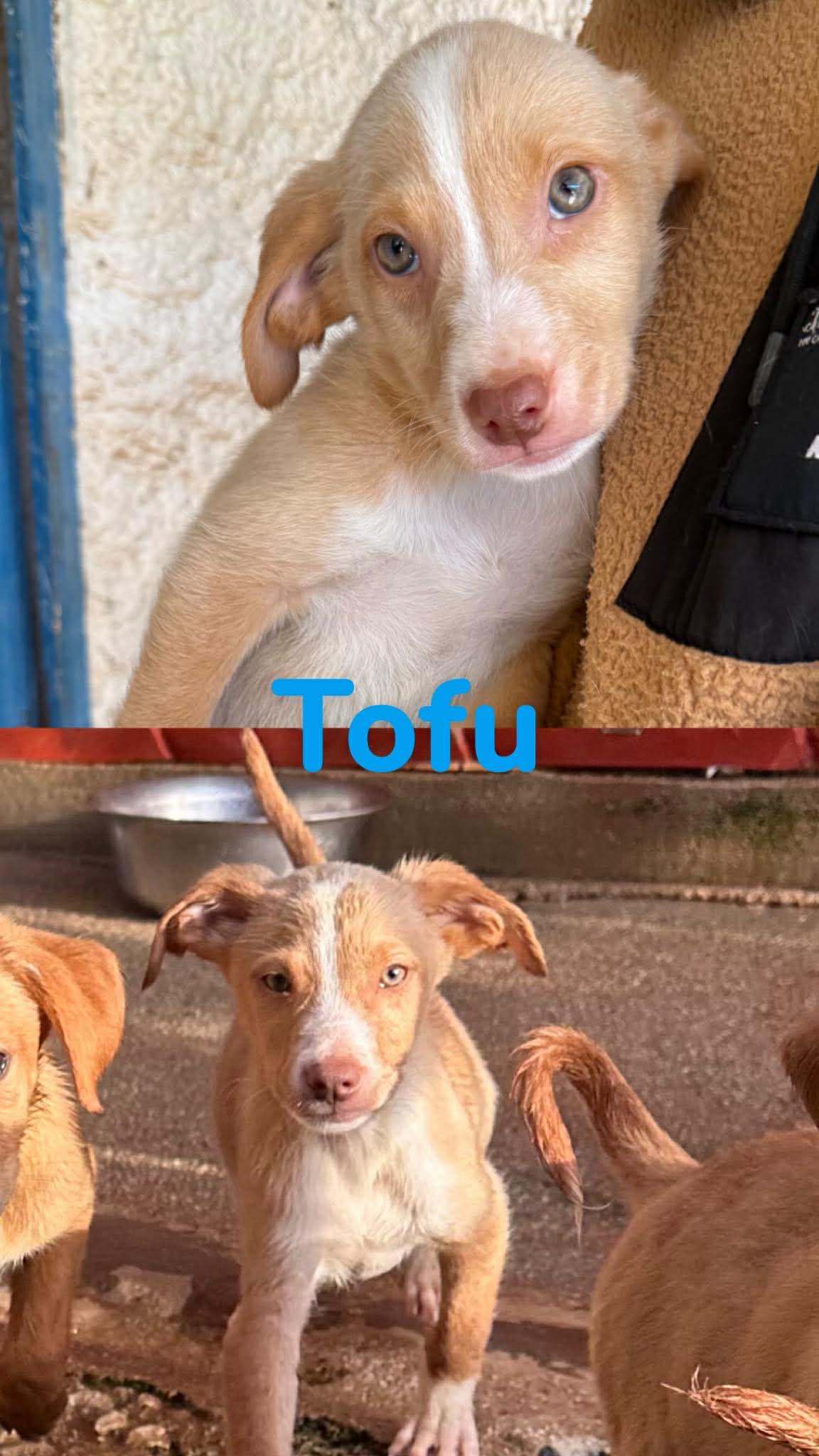 Tofu