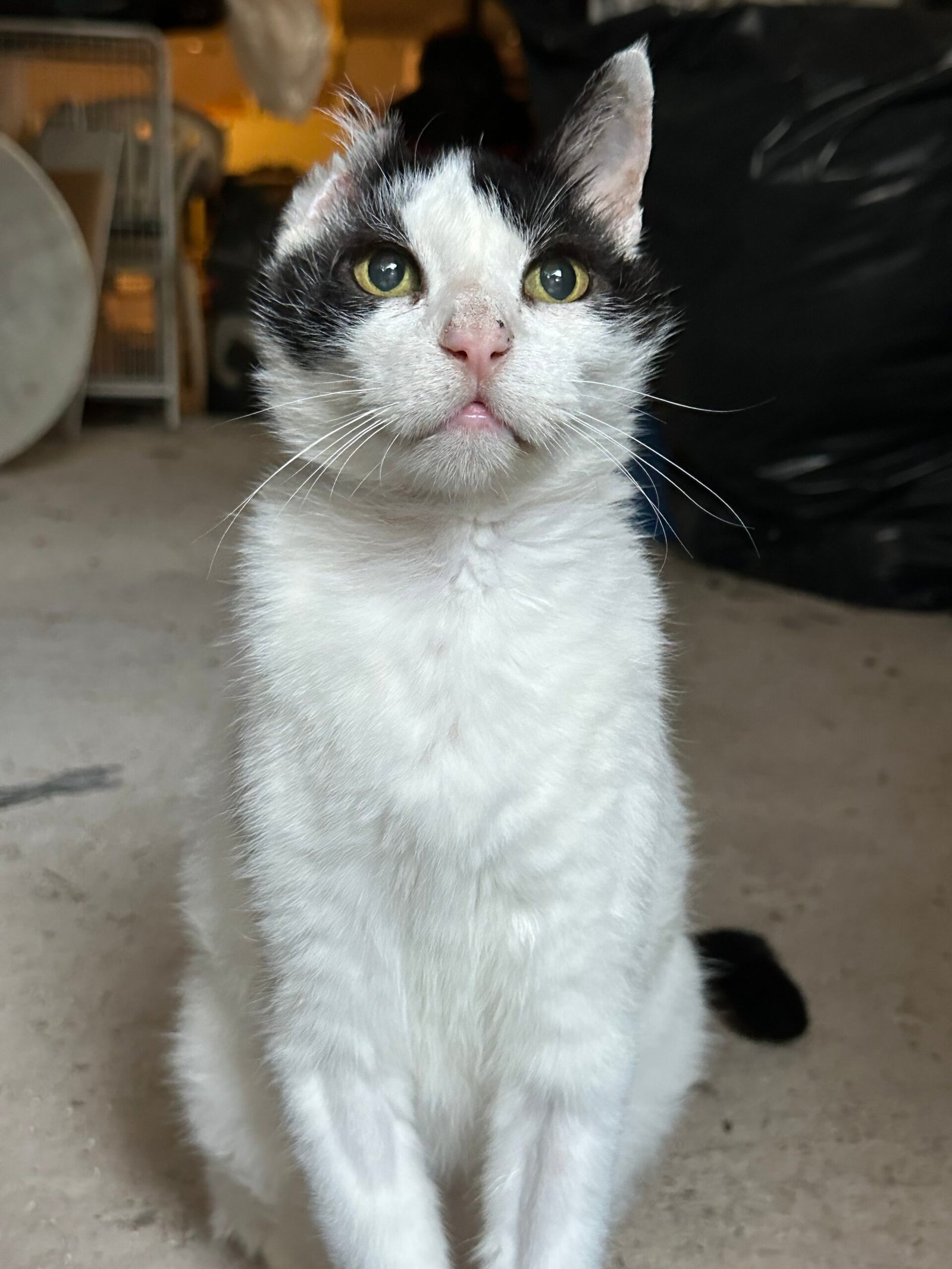 Alan