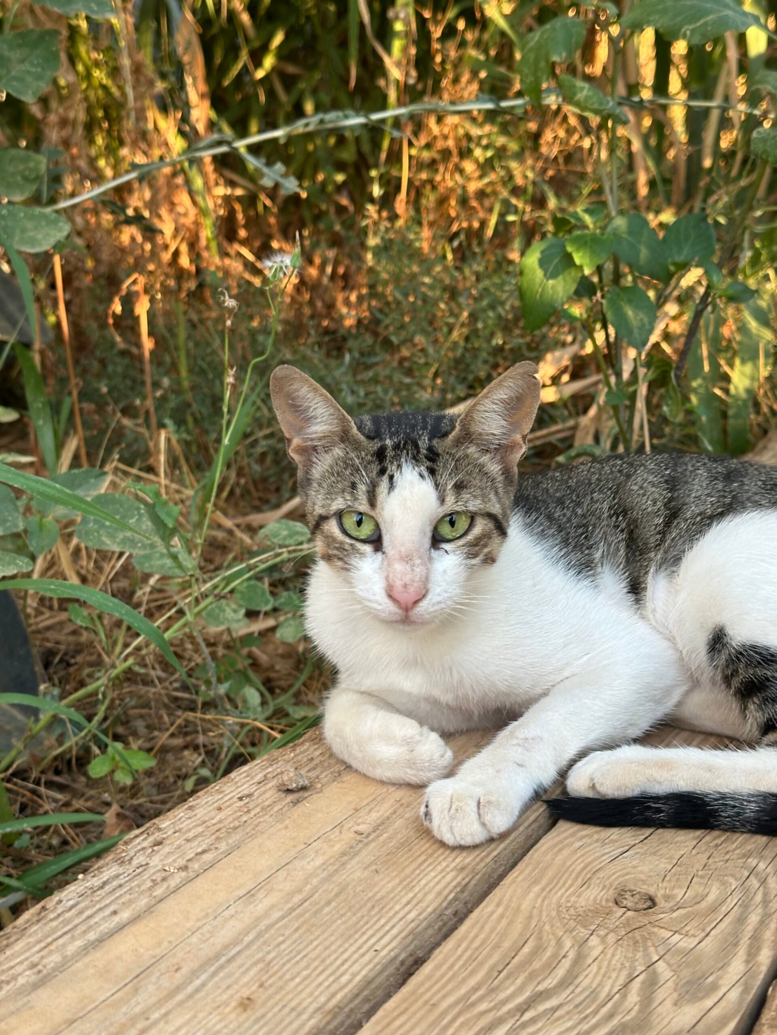 Samantha