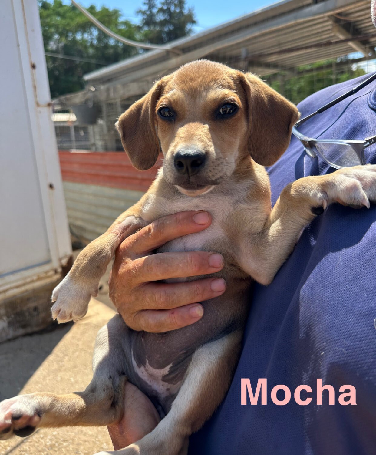 Mocha