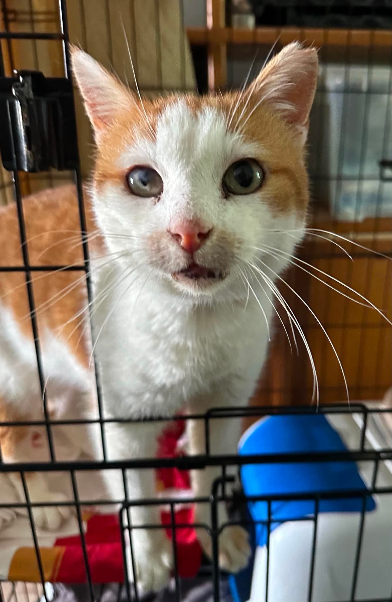 Hubert